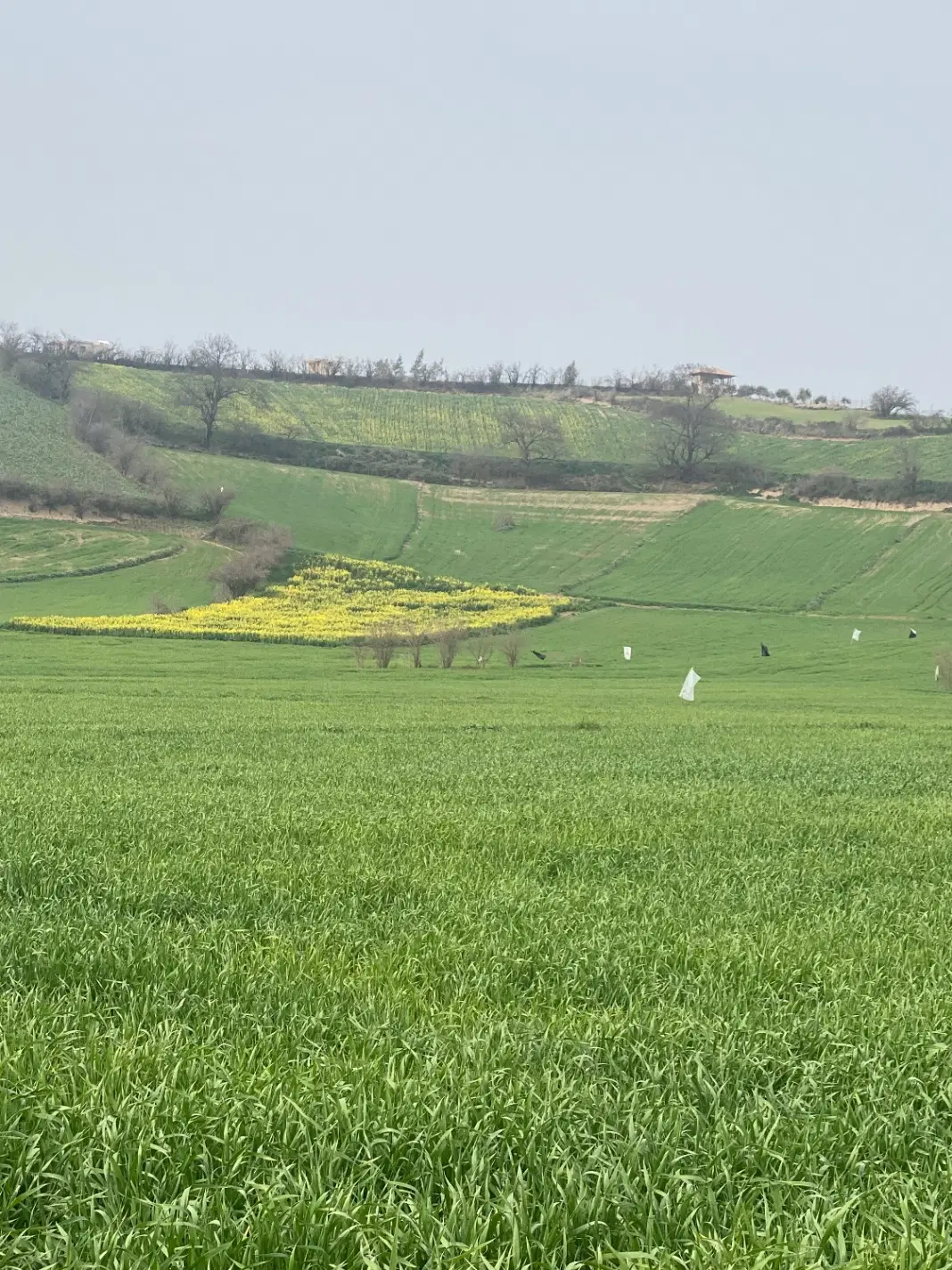 زمین کشاورزی باغی
