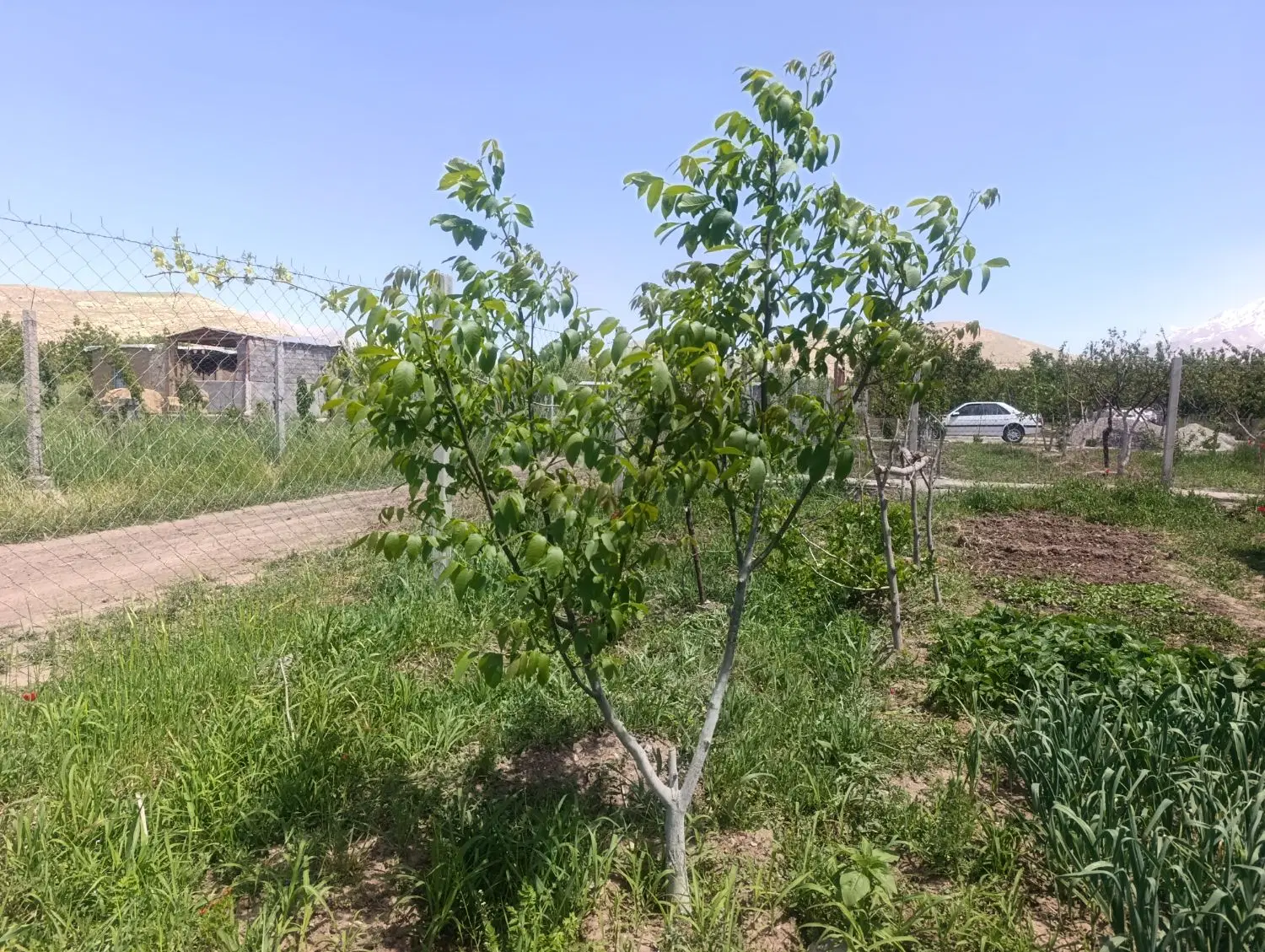 زمین در بهترین جای دورود