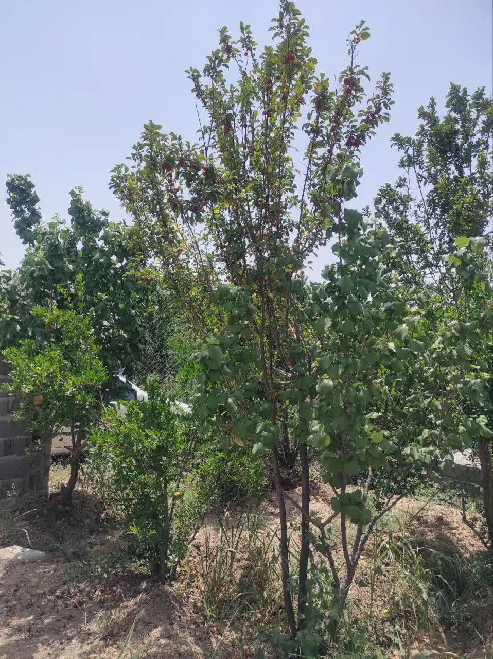باغ 500متری در الوسجرد