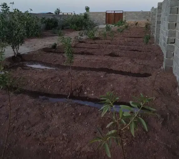 650 متر مزرعه ملاحسنی