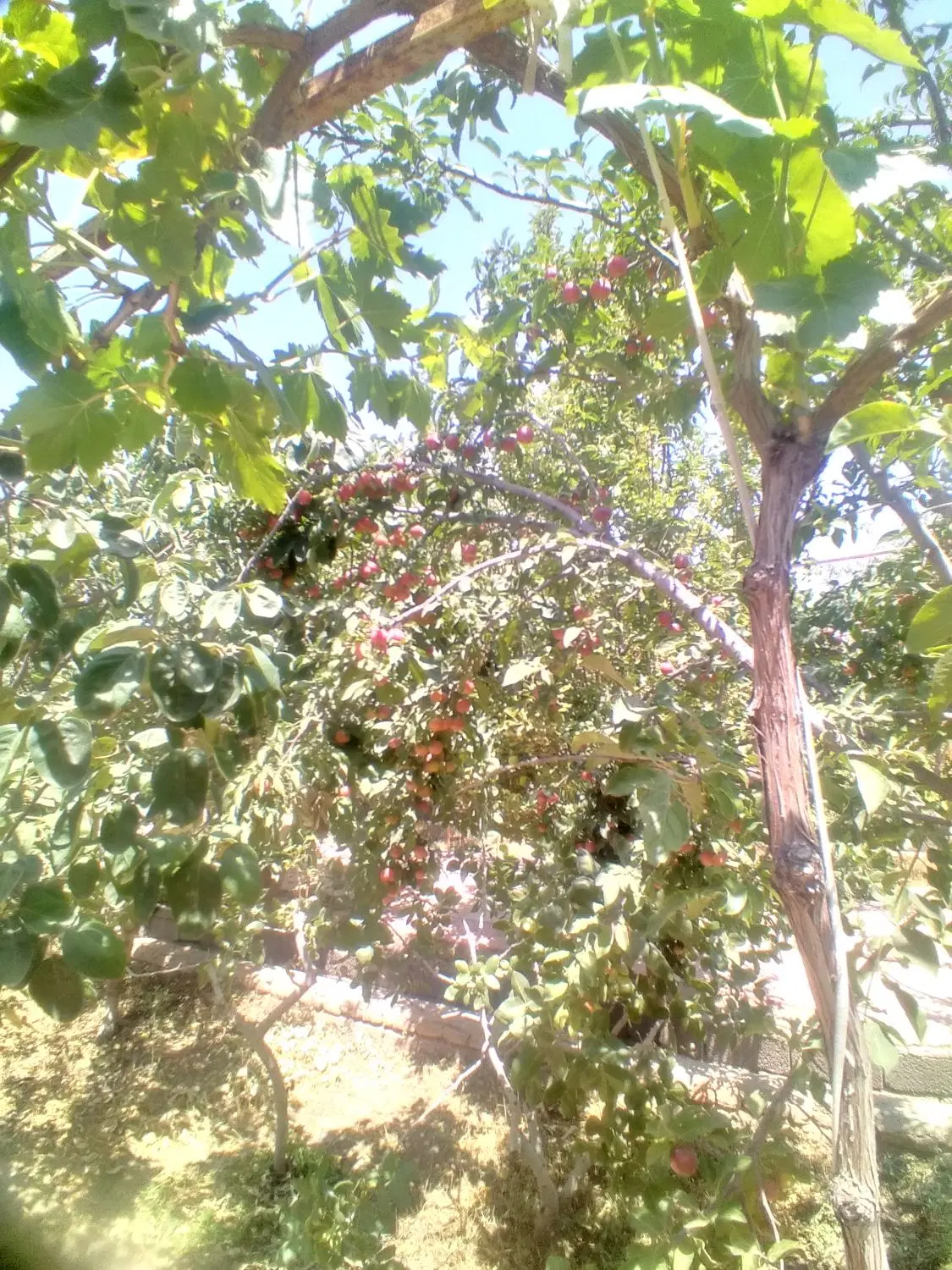 ویلا باغ در باغمعروف