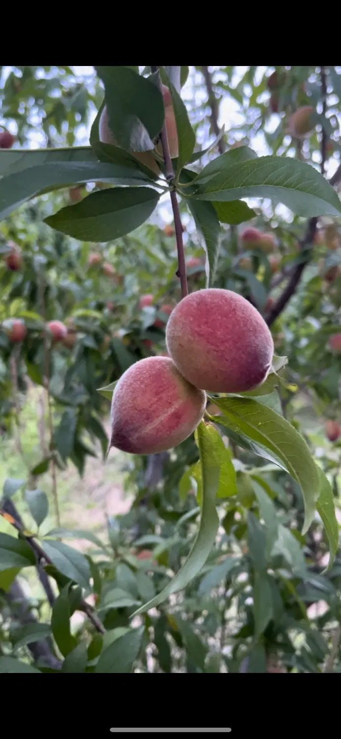 فروش زمین باغ داخل شهرک
