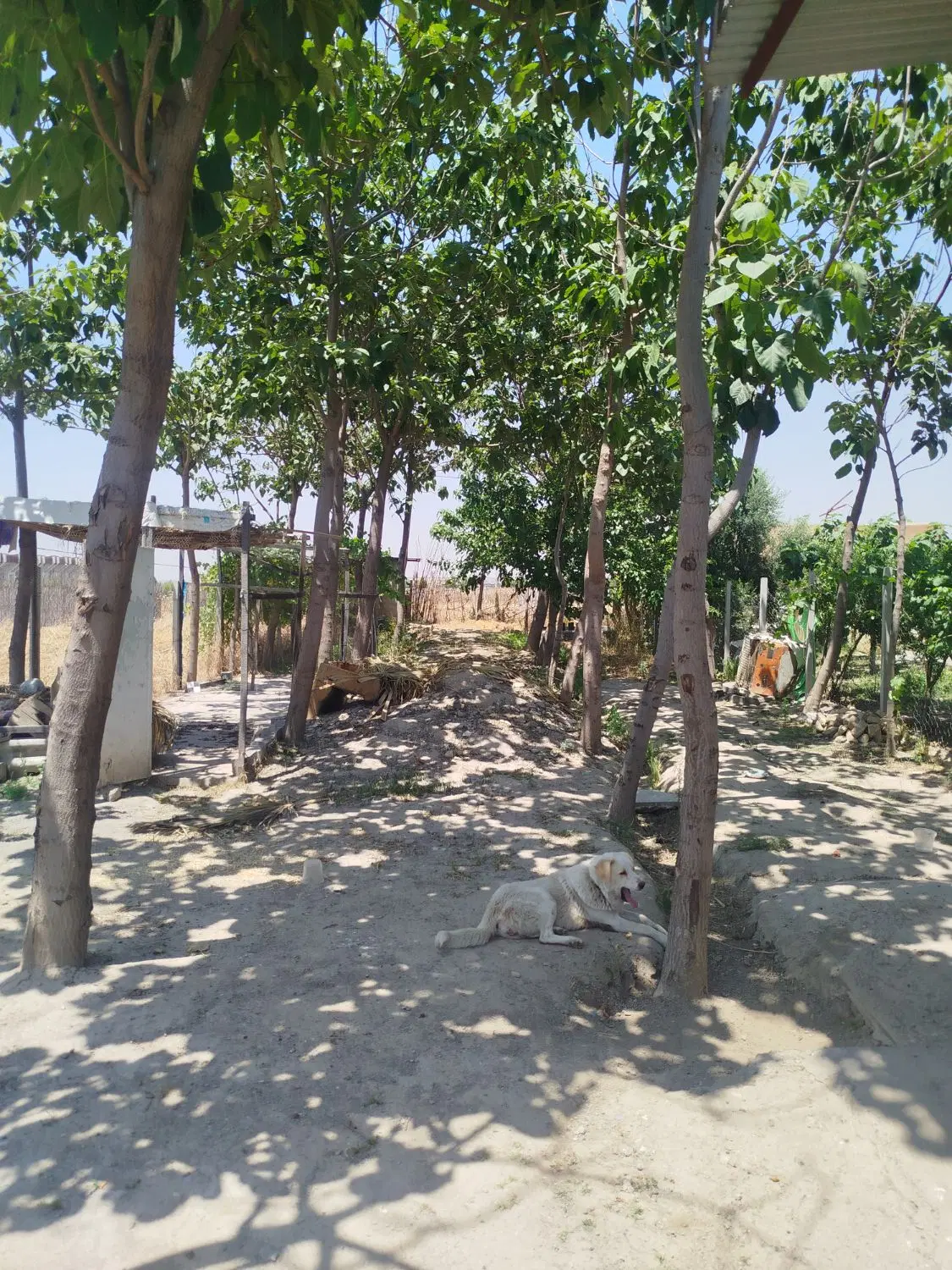 اجاره حیاط با آب وبرق نگهبان ۲۴ساعته