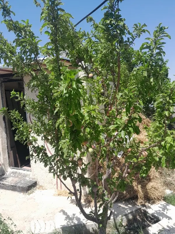 خانه باغ