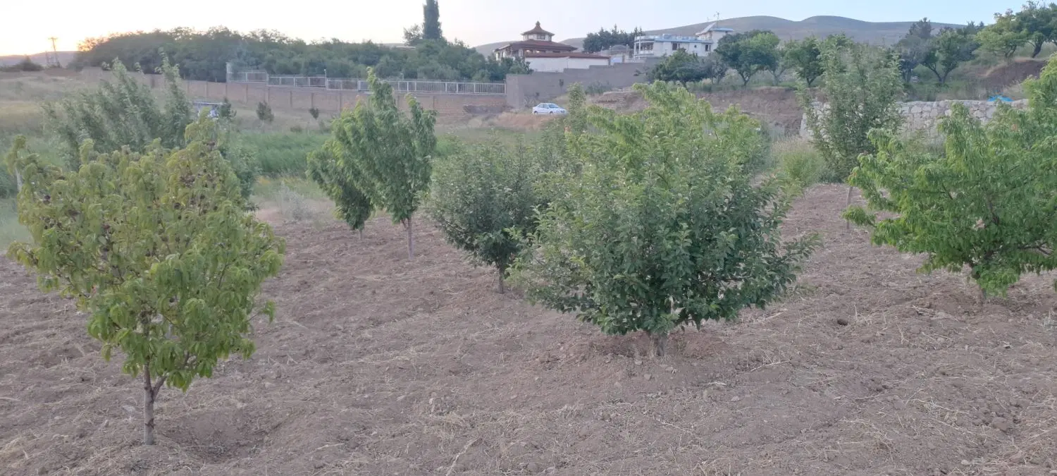 باغ روستای زرشک پشت دیوار بخشنده