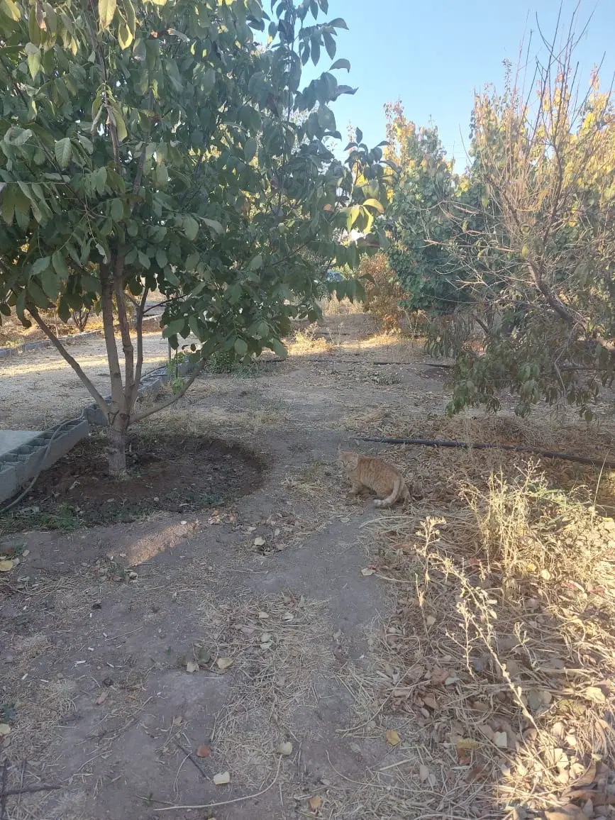 زمین مسکونی ۲۳۰ متری