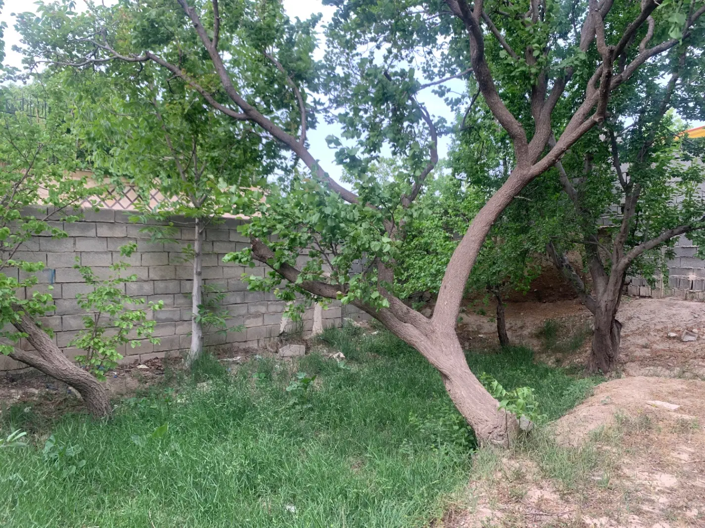 باغچه