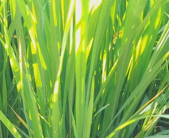 اجاره زمین کشاورزی