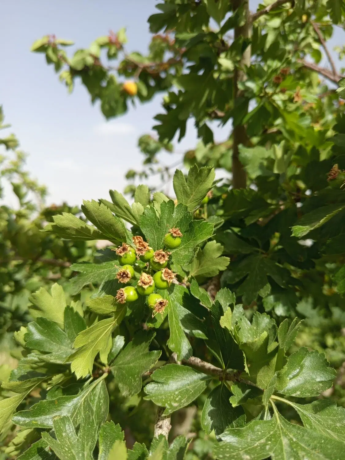 خونه باغ روستایی اطراف زرند جای دنج و خوش آب هوا