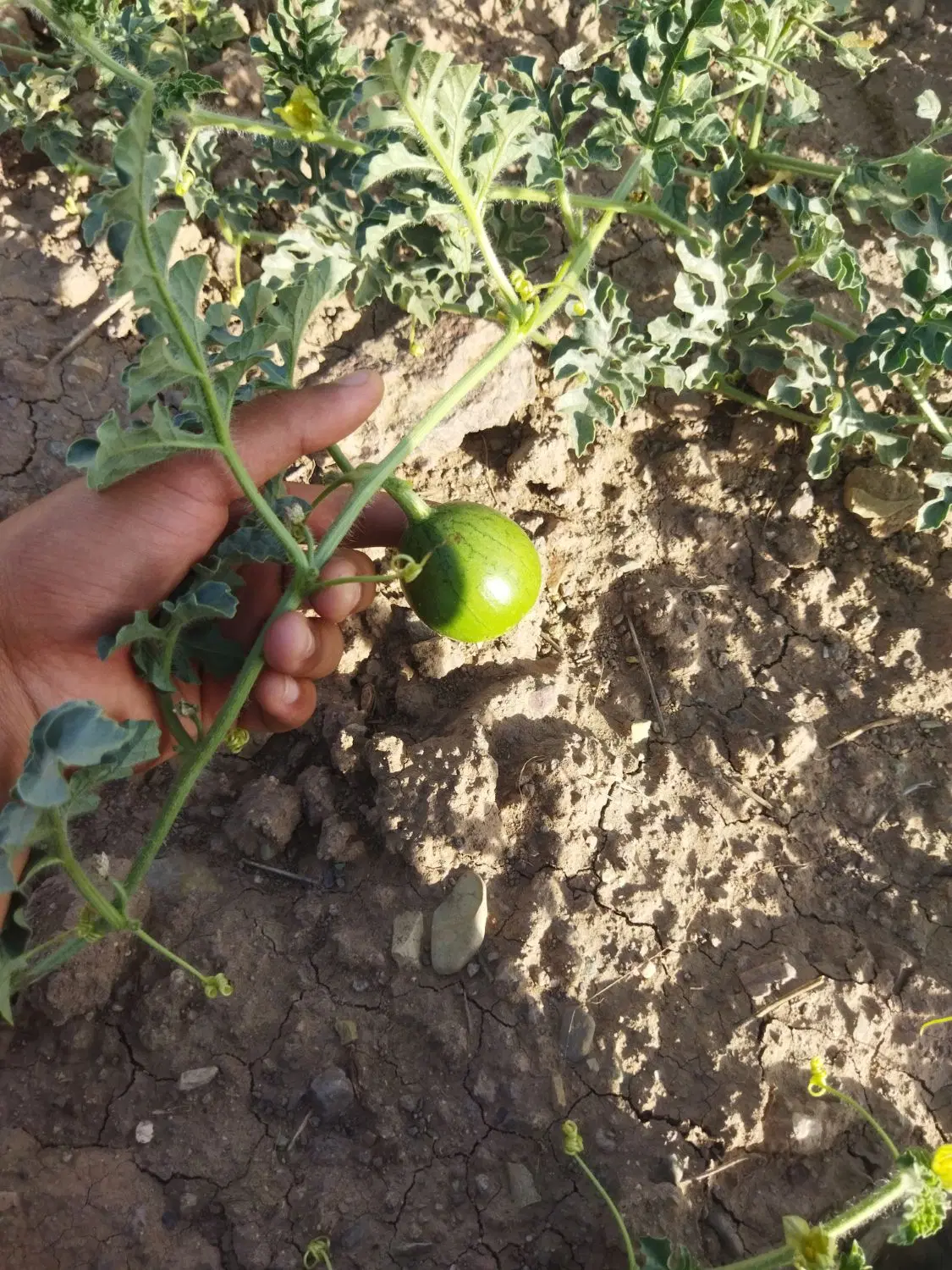 زمین مخصوص باغ معاوضه با تراکتور