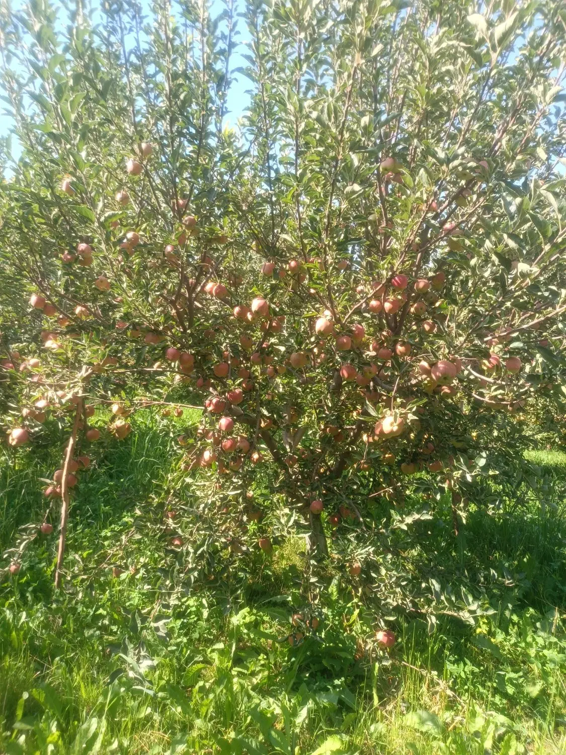 ویلا باغ ثمری گلدشت