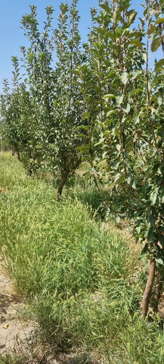 فروش زمین باغچه هشتگرد