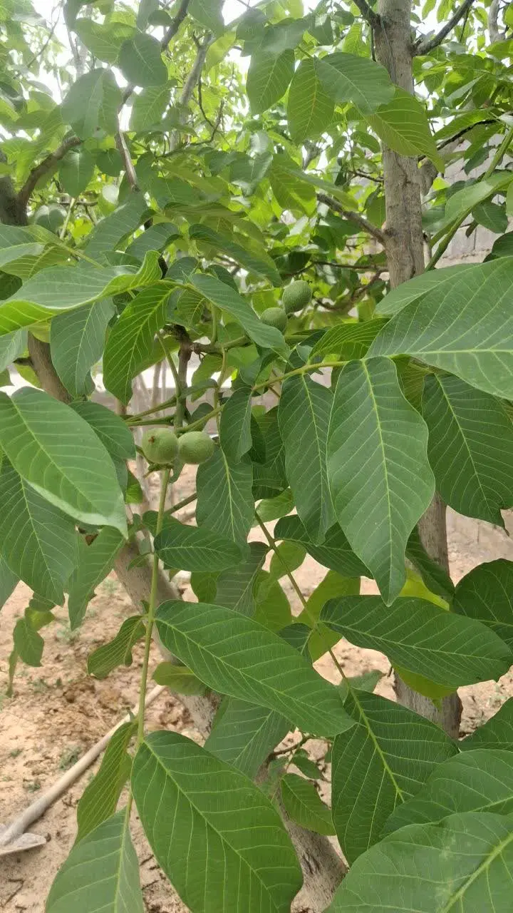 باغچه امین آباد
