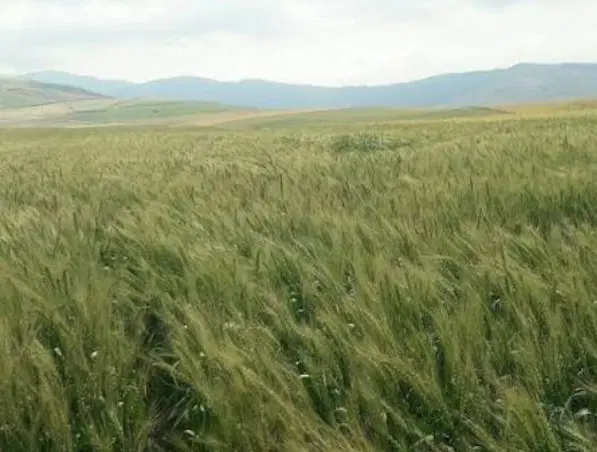 زمین کشاورزی ۵هکتاری