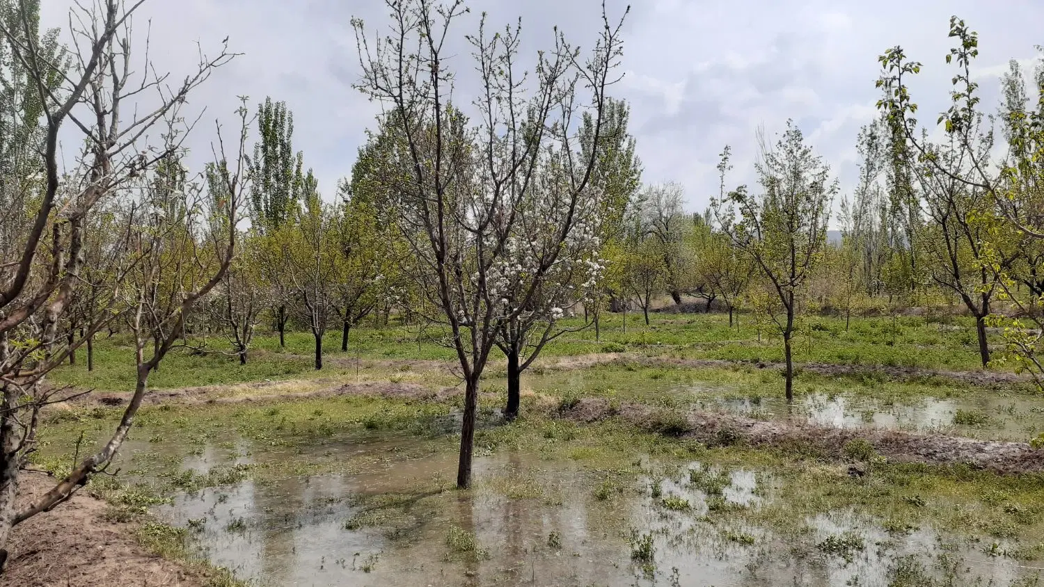 باغ ۲۰۰۰متری دارای دو ساعت اب در مرند  قابل معاوضه