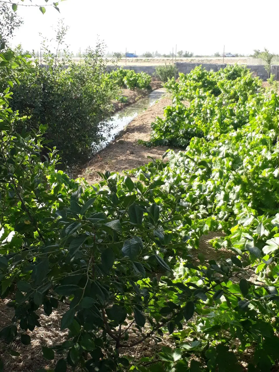 باغ میوه 3000 متر مرزیجران