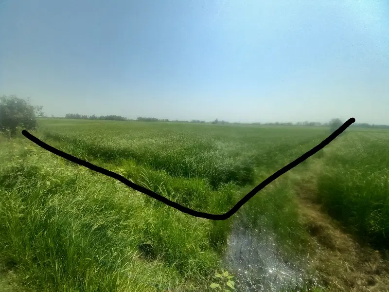 شالیزار ۴۴۰۰ متری کوشالشاه