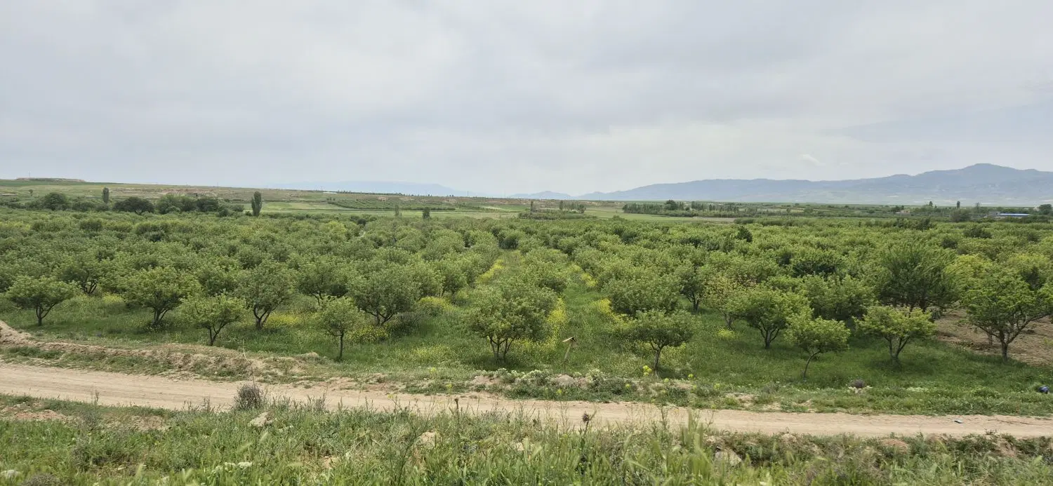 باغ سیب