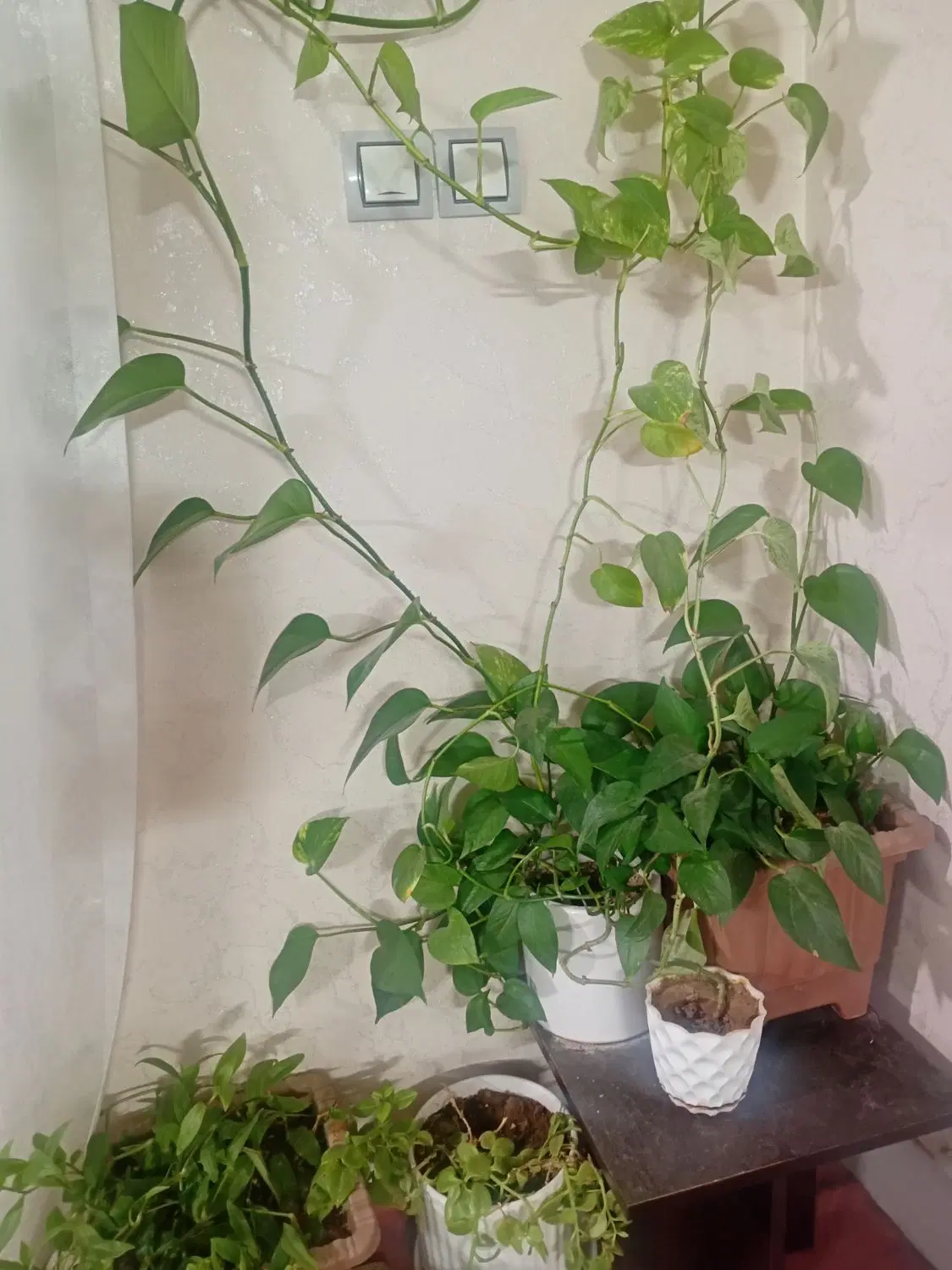 اجاره واحد مسکونی شهرک امیرکبیر