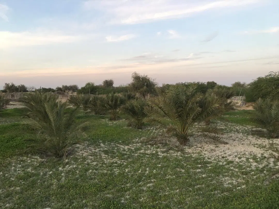 زمین تنبان(تنب پارسان)