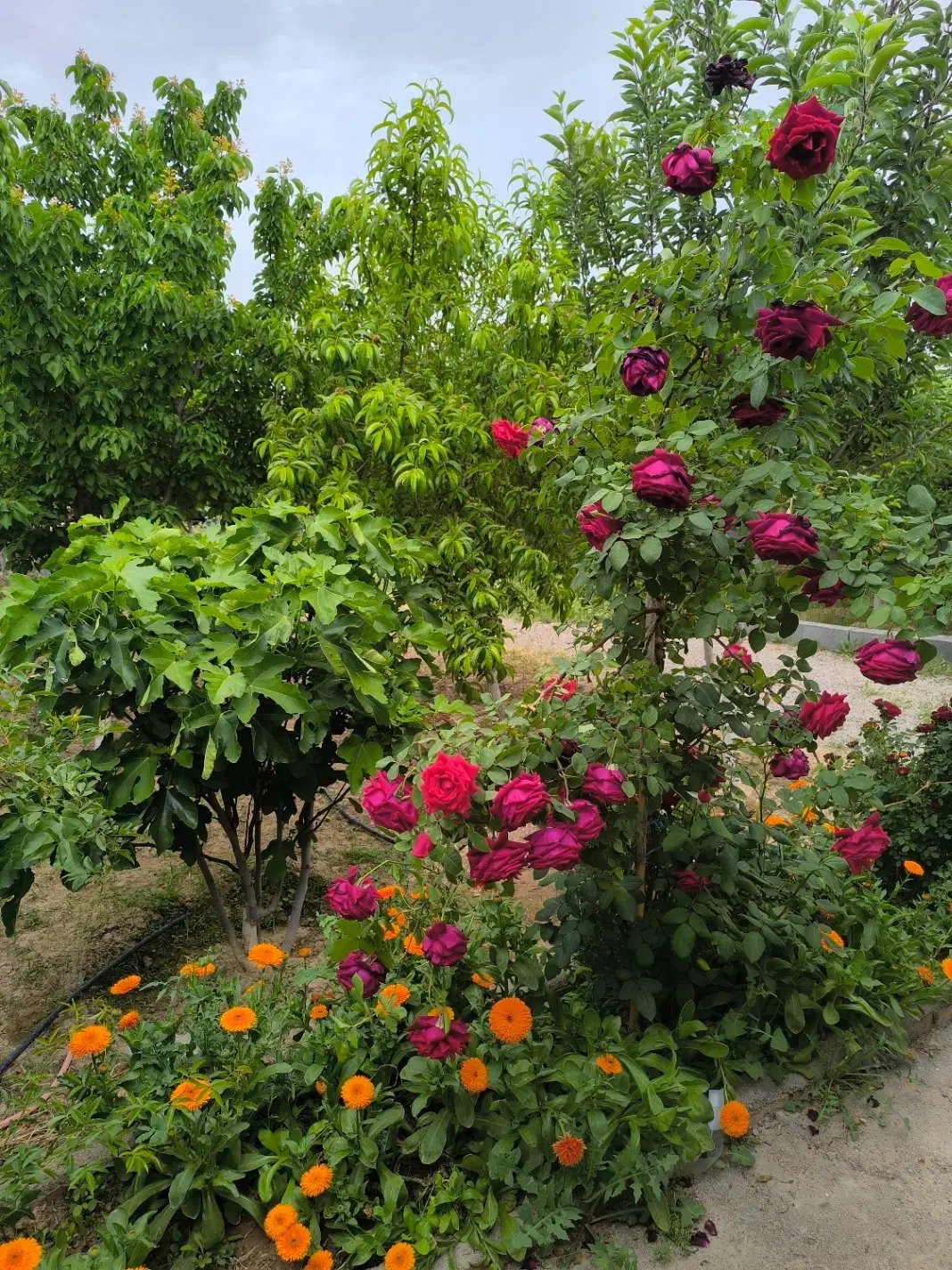 باغ ۵۰۰ متری