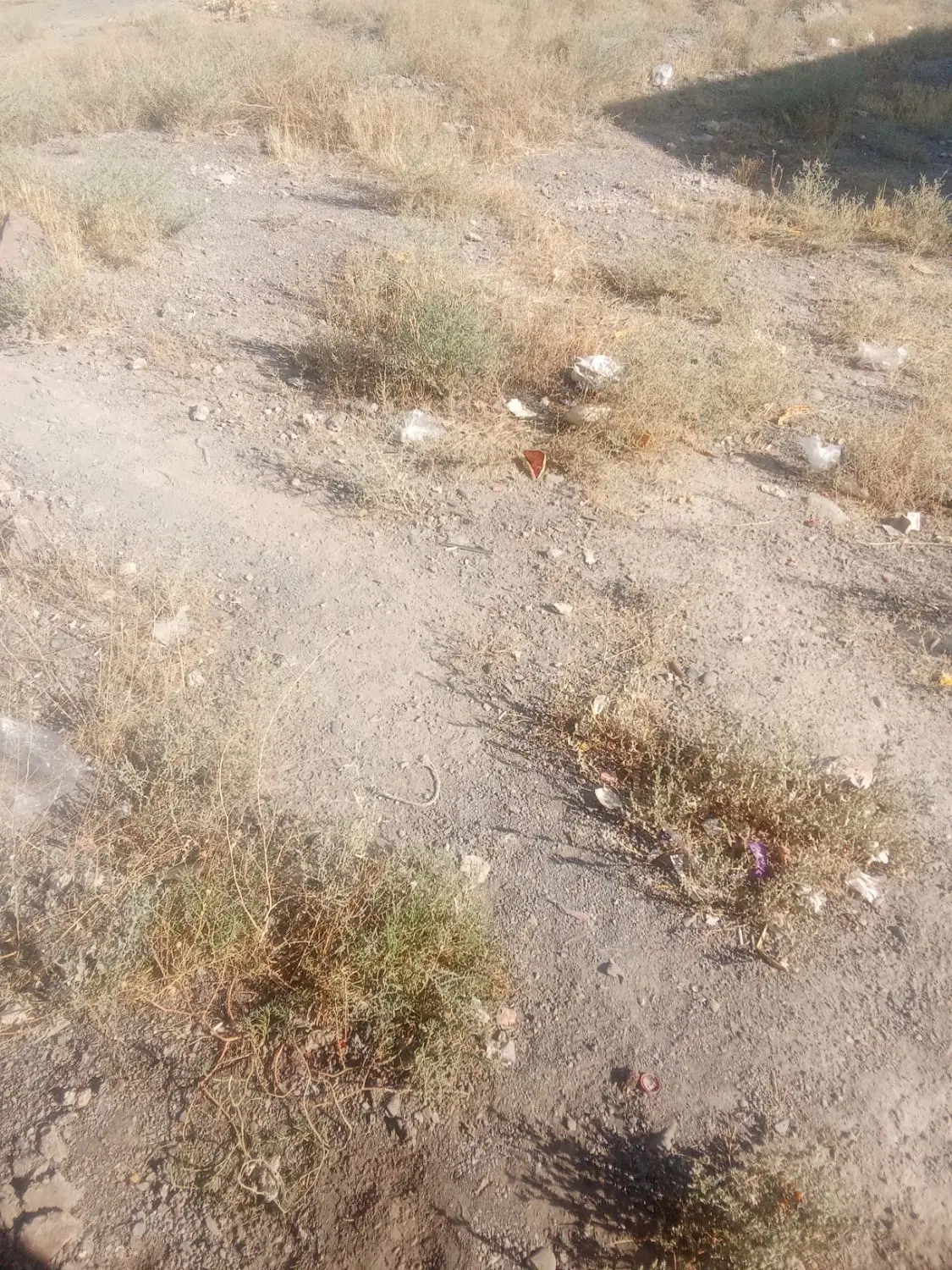 زمین100متری.  پیچ ساغروان