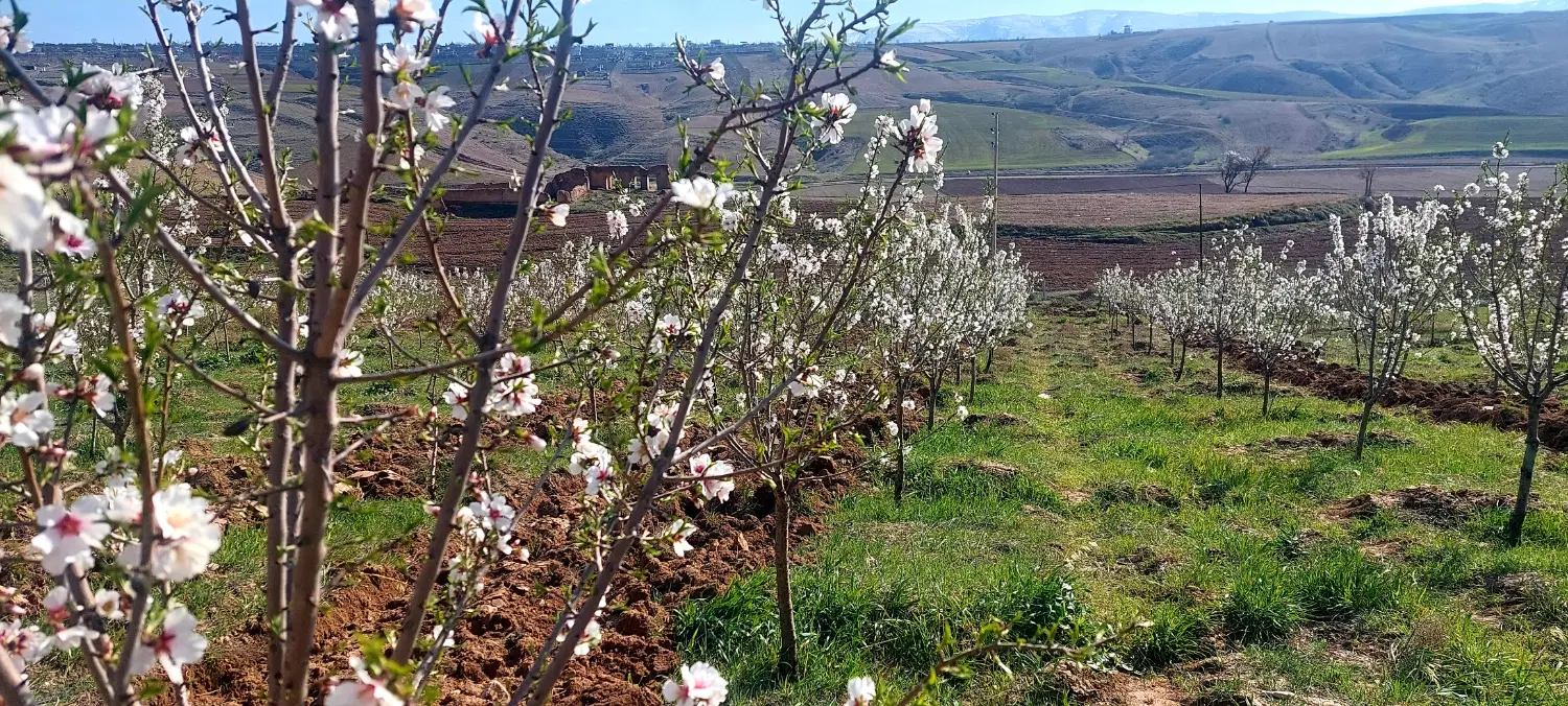 باغ بادام بدرانلو نزدیک بزرگراه
