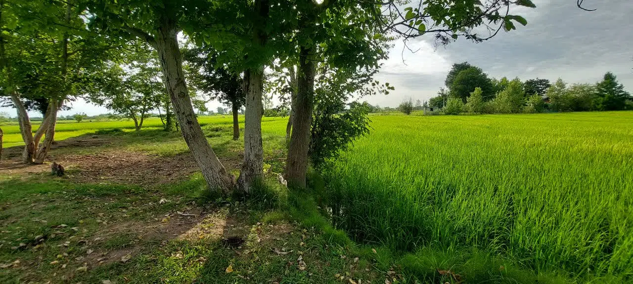یک قطعه زمین شالیزار شت نشا جوریاب