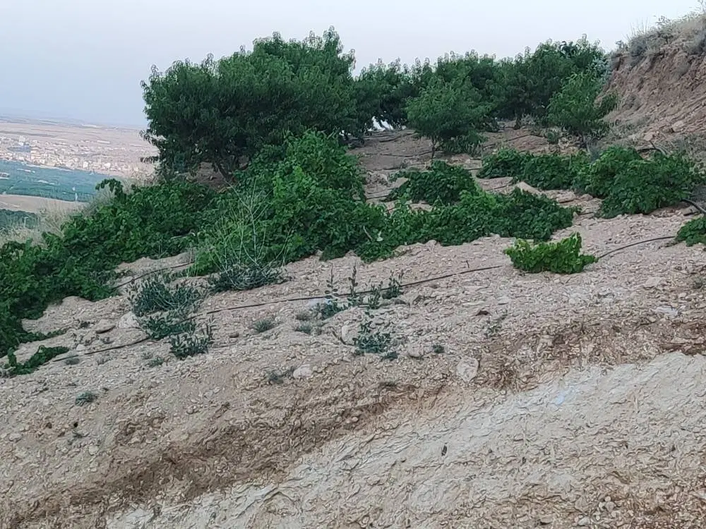 زمین دوجریب طرح عمان