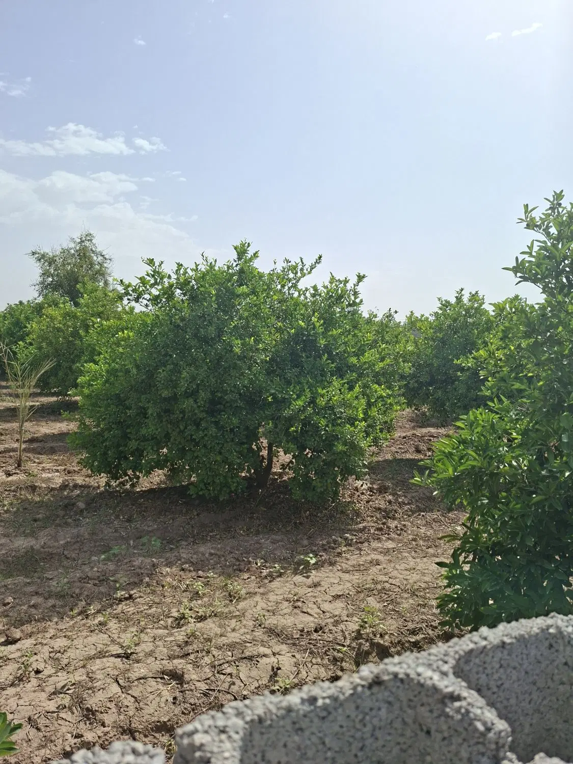 باغچه ۵۰۰ متری برقدار بن جعفر