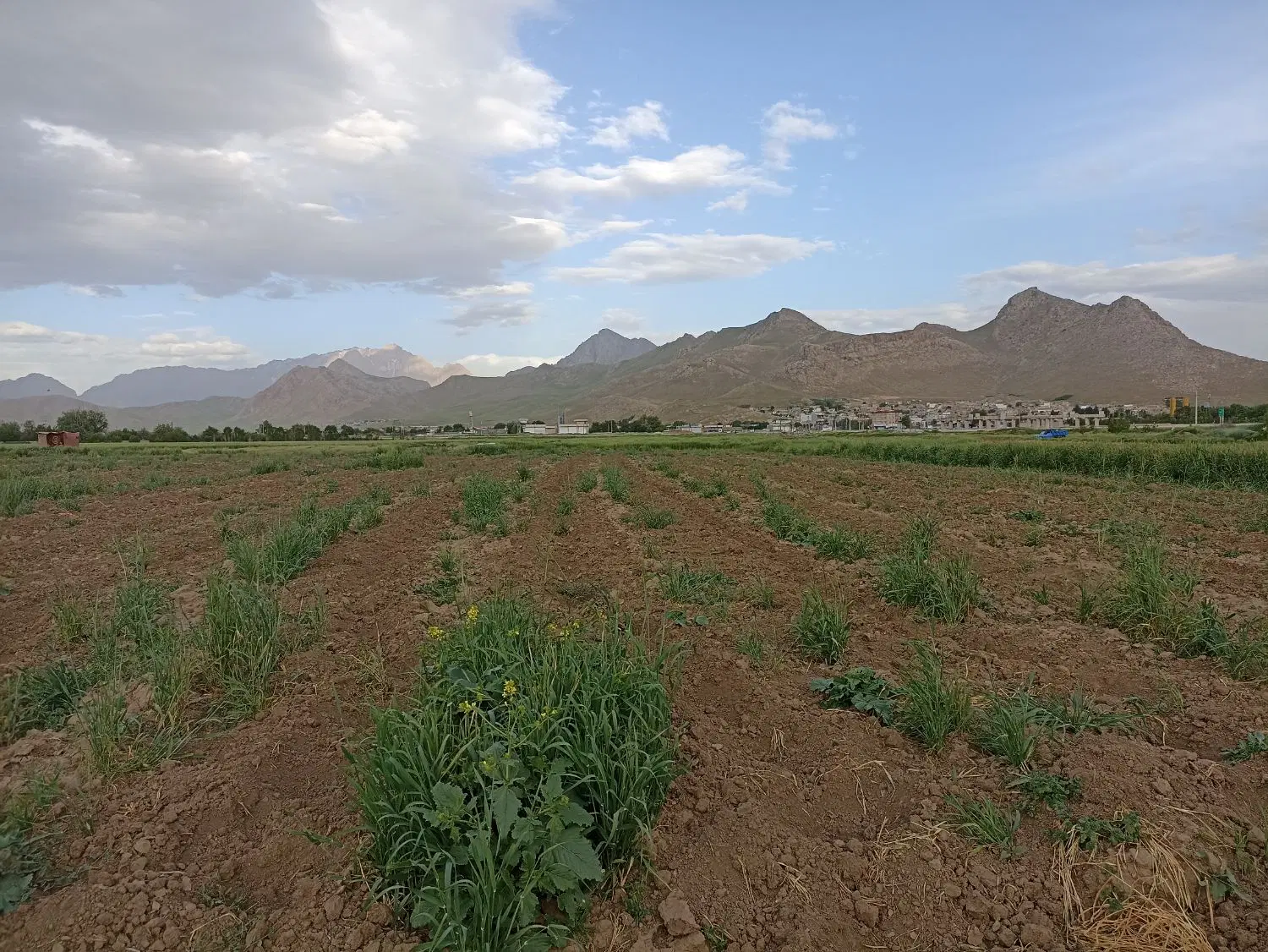 زمین کشاورزی