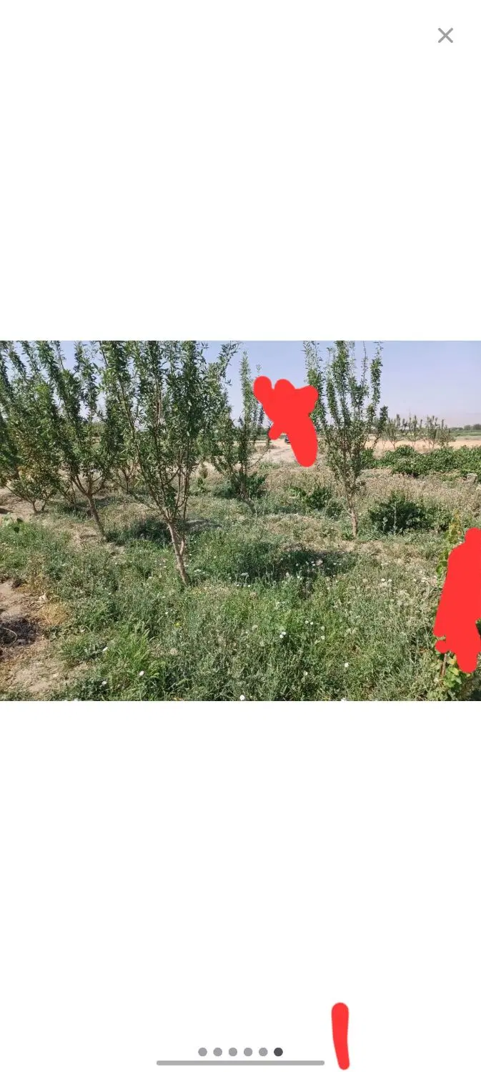 زمین باغی کشاورزی