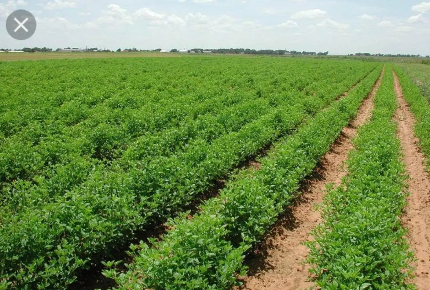 اجاره زمین کشاورزی