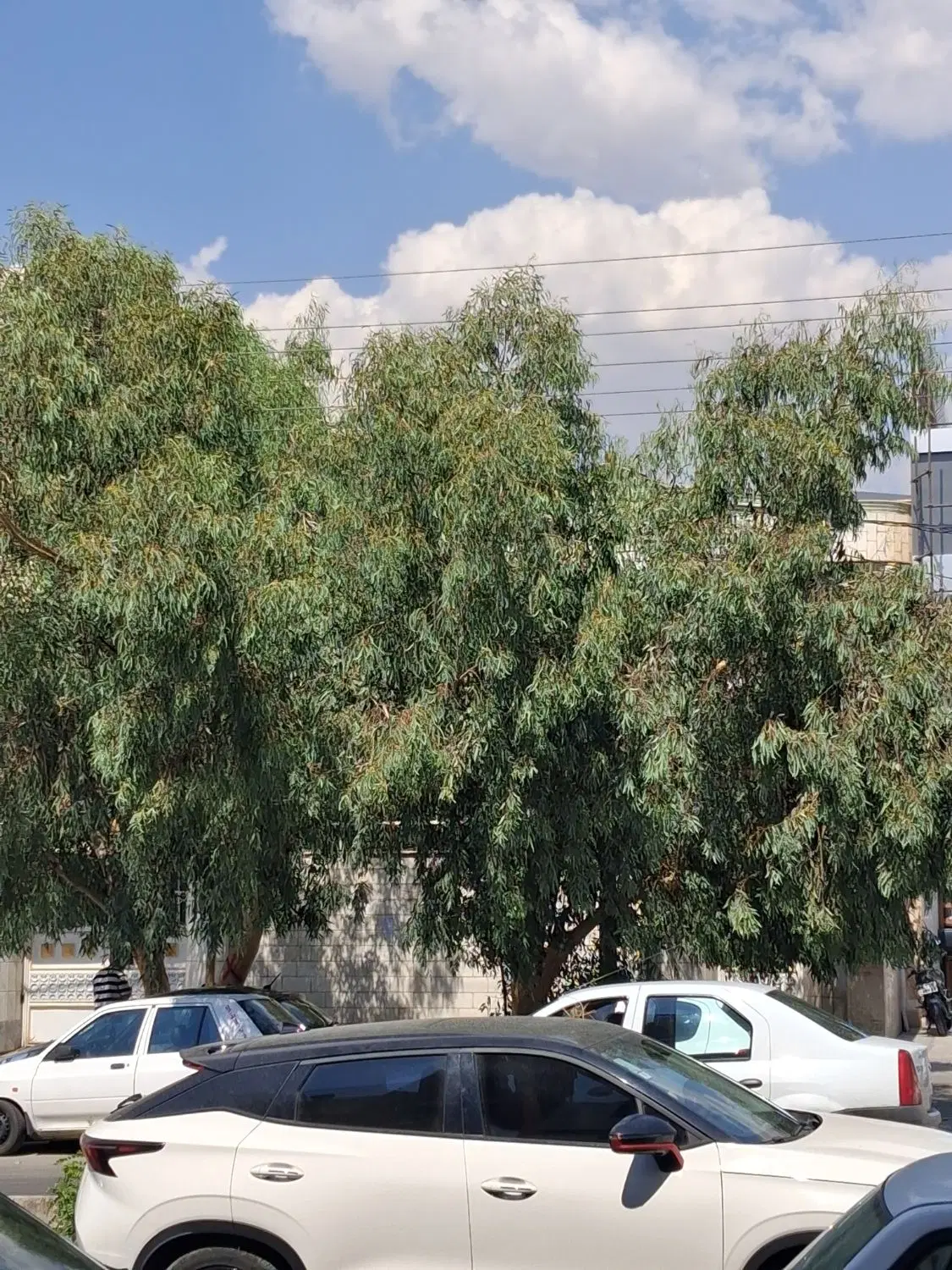 ۵۰۰ متر کلنگی