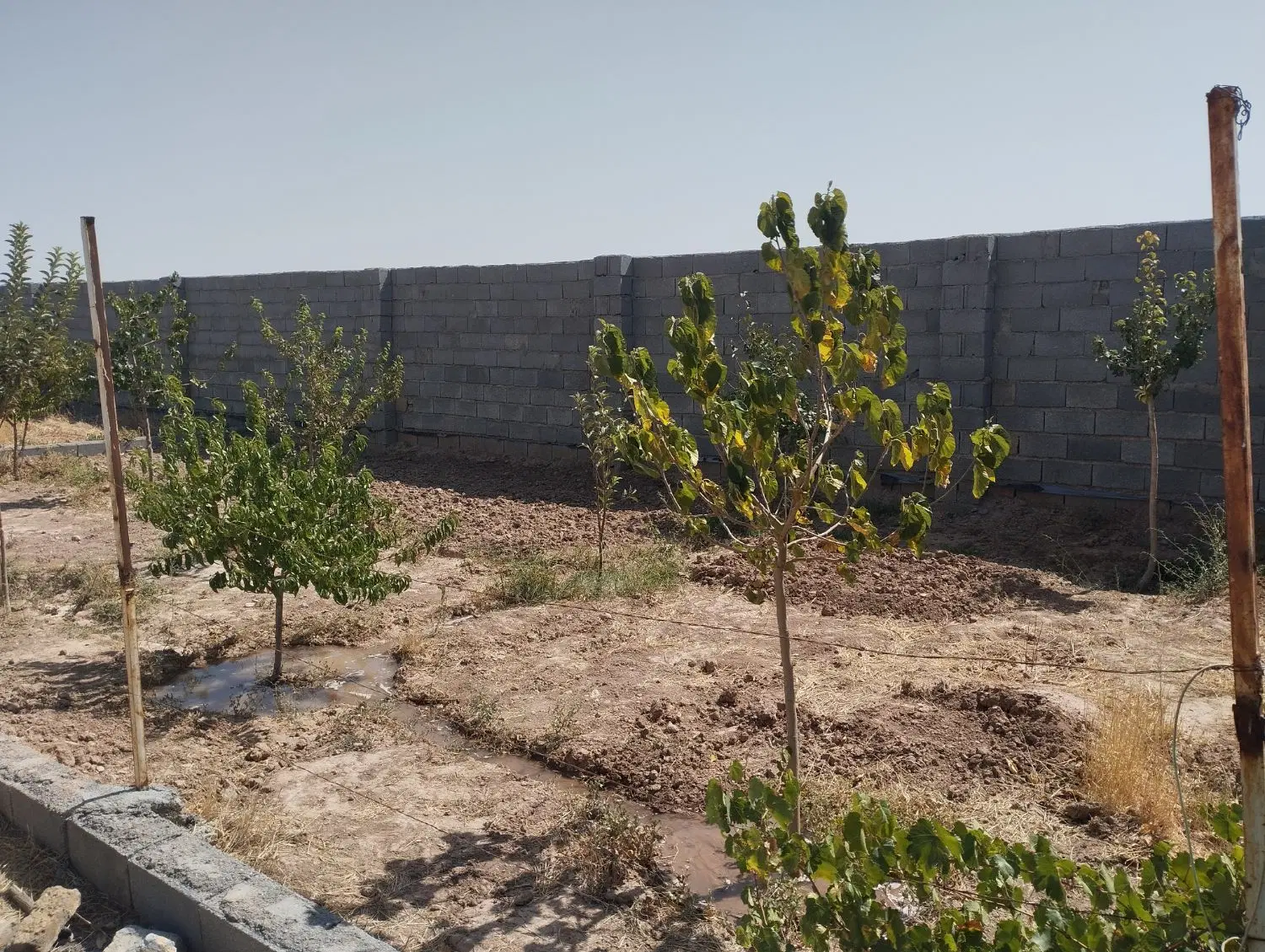 باغ فروشی