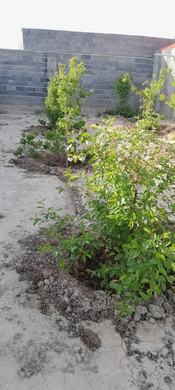 باغچه