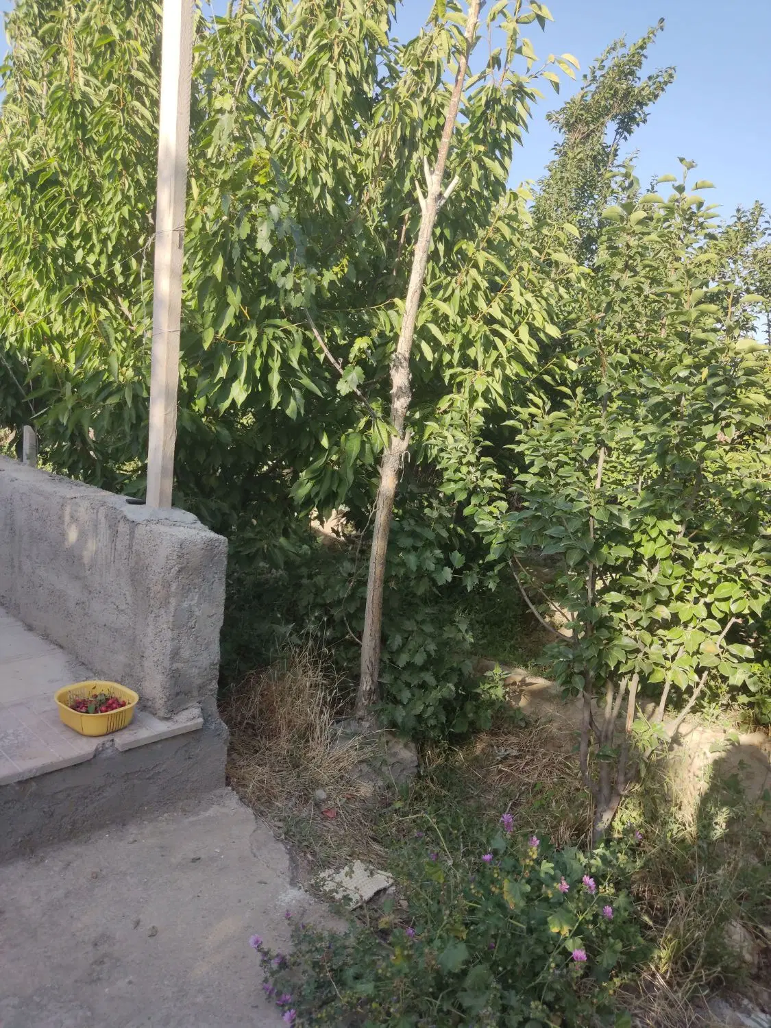 باغچه درقلعه فرامرز