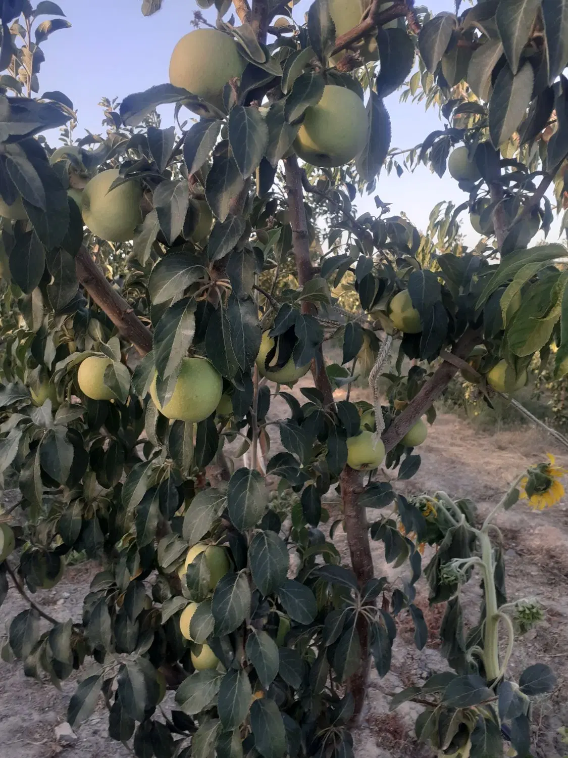 باغ فروشی و معاوضه