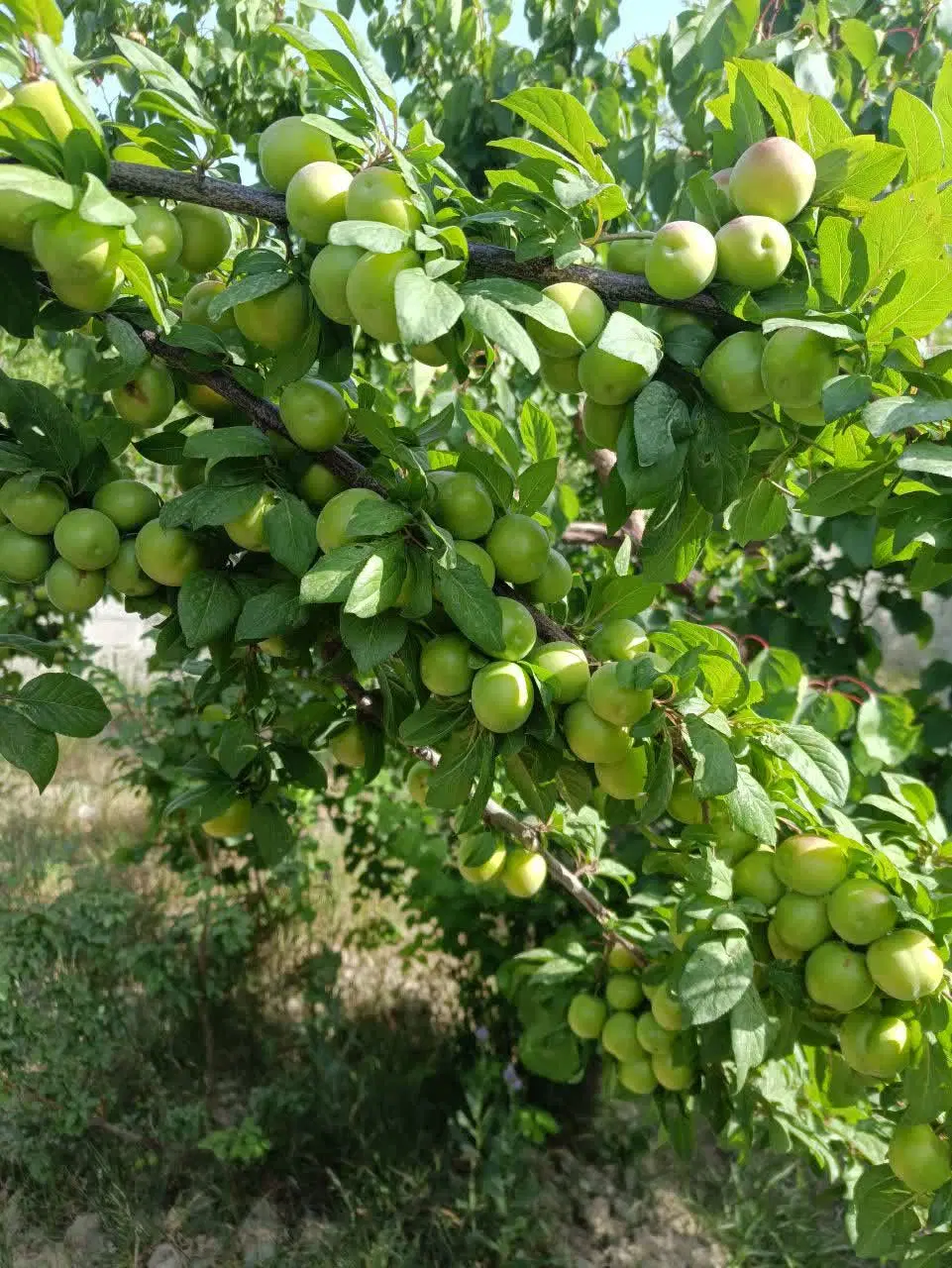 باغچه 300متری  چهار دیواری سند عرصه عیان