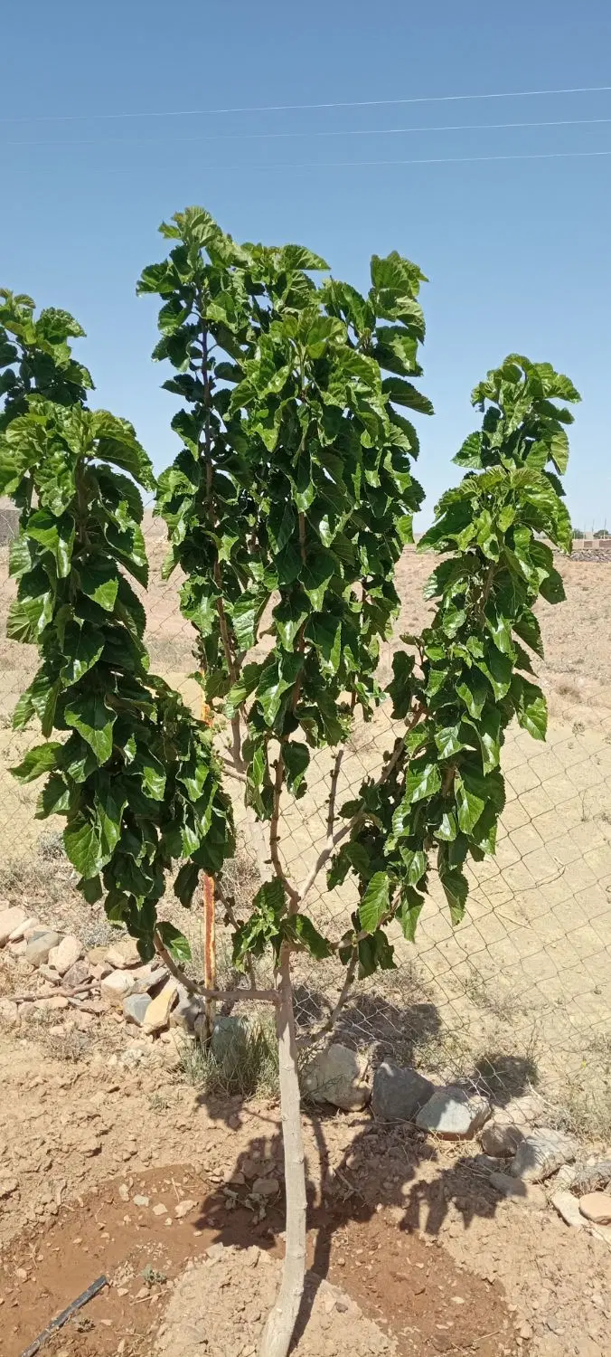 ۵۰۰متر زمین باغی فروشی بعد از کهک