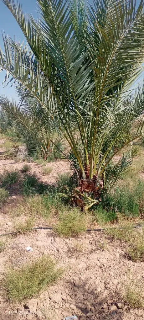 باغ