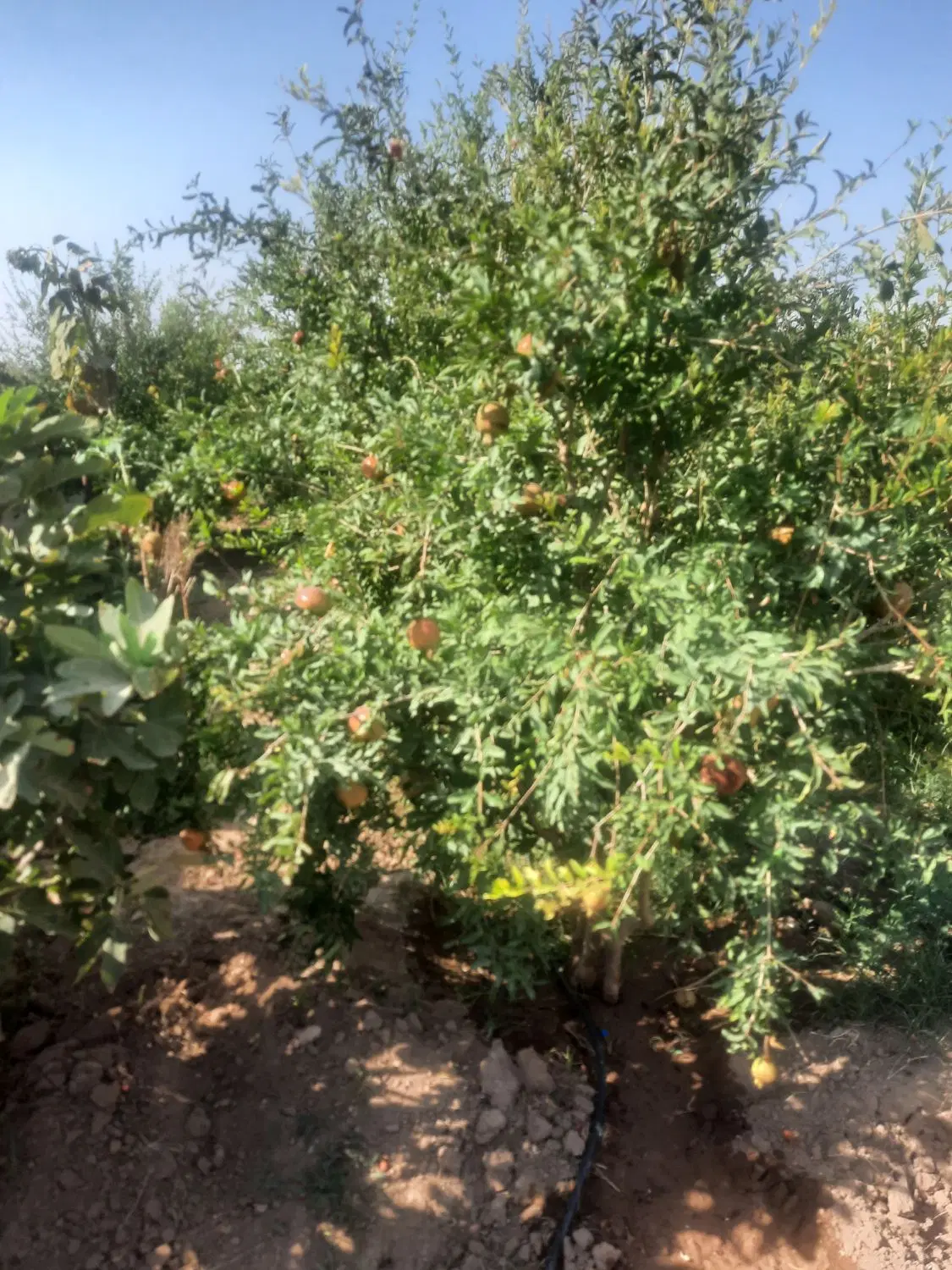باغ_خانه باغ نوش آباد