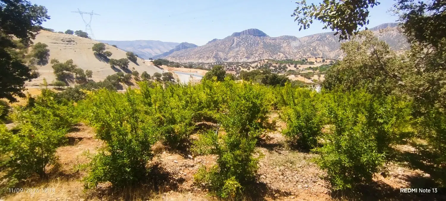 فروش باغ انار 6 ساله در کوشک