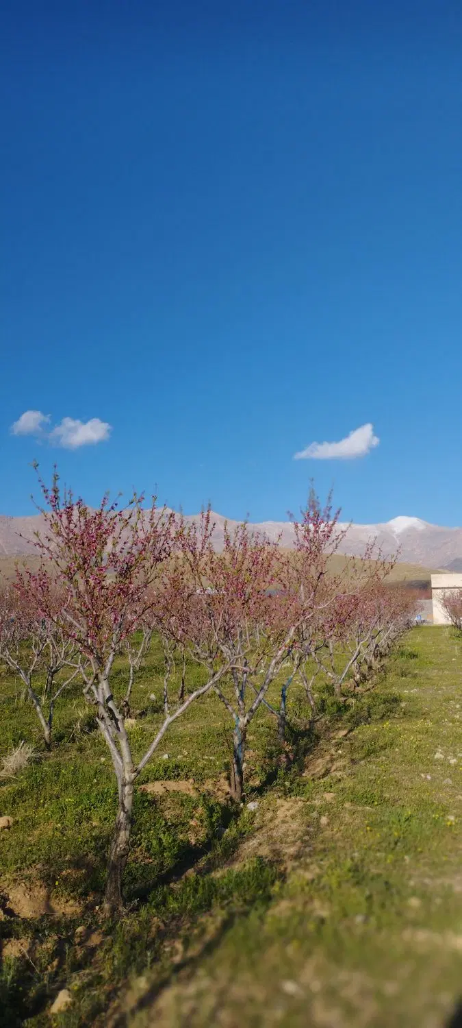 فروش باغ روستای چغادون دارای آب و برق