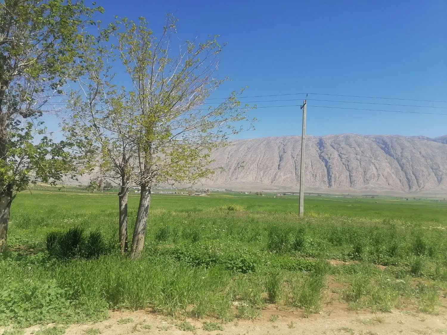 زمین کشاورزی با سند تک برگ
