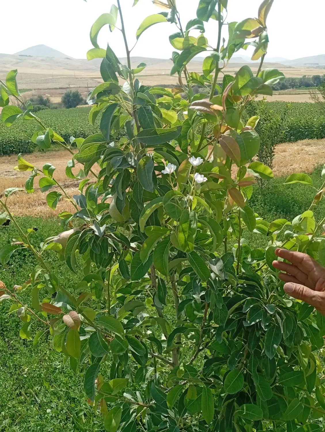 اجاره زمین کشاورزی
