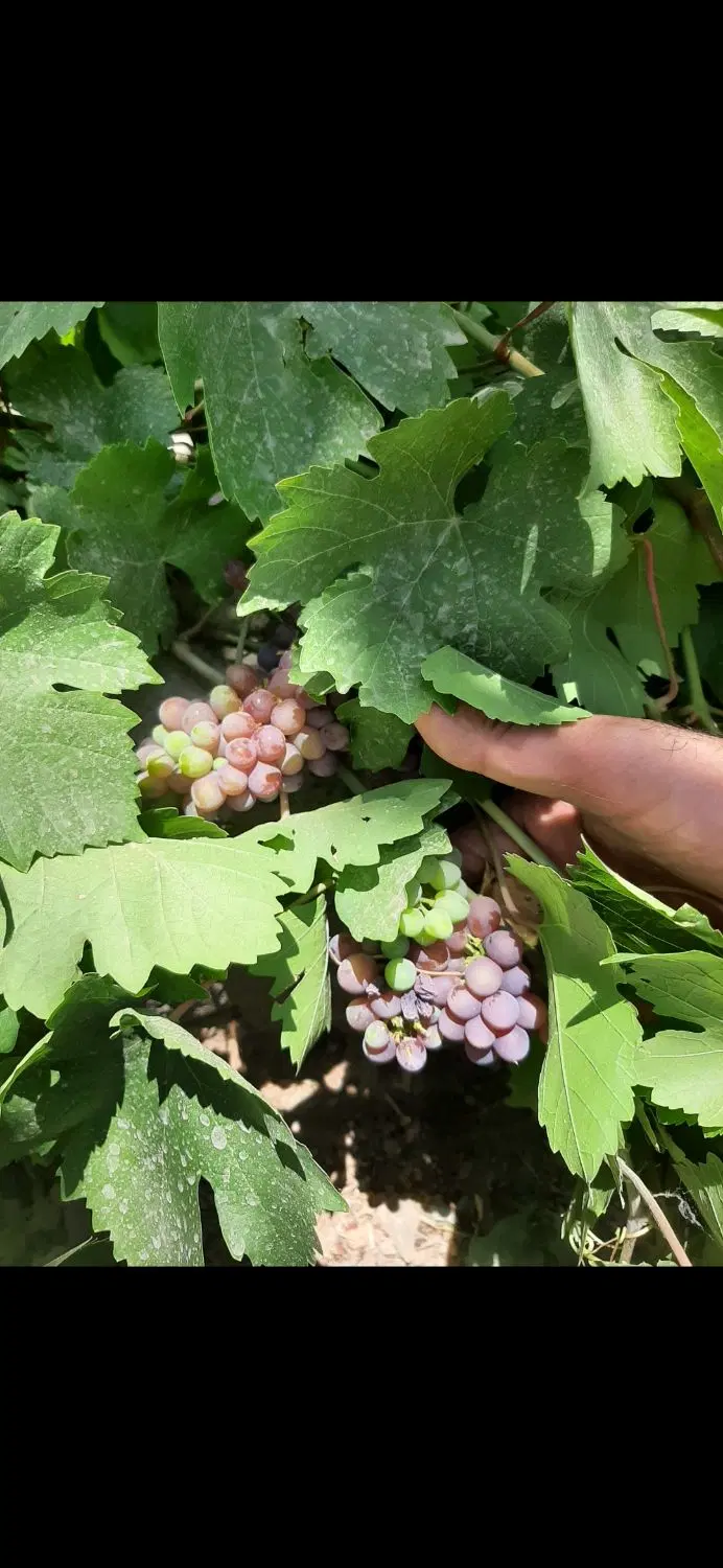 باغ نیمه کاره