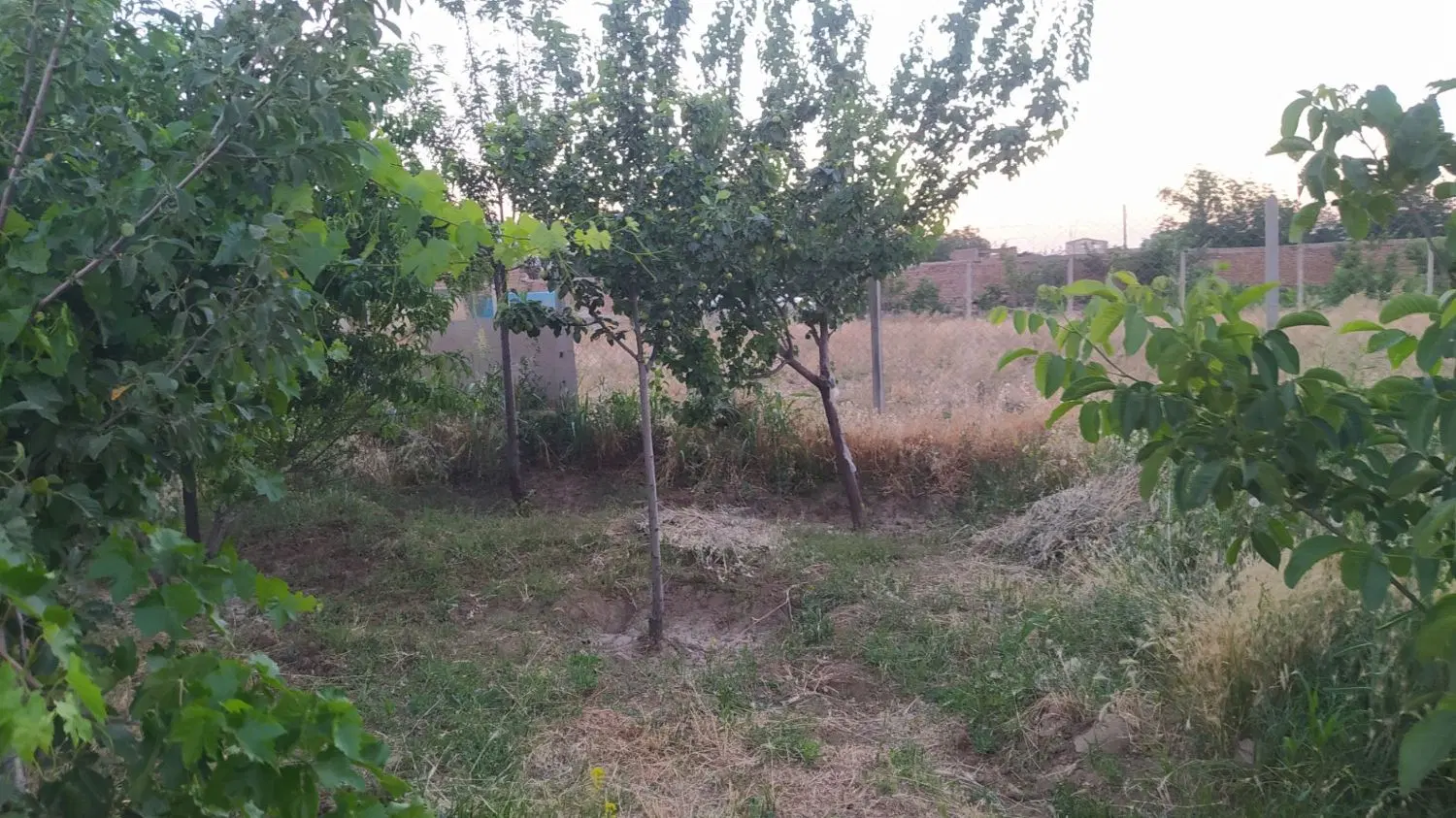 باغ میوه