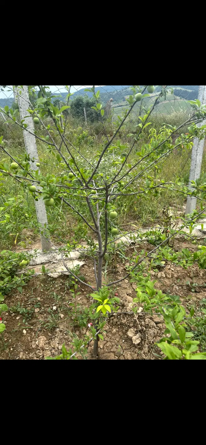 زمین باغی