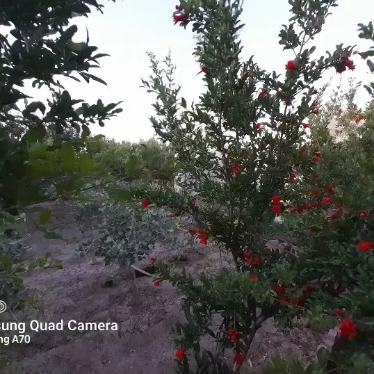 ویلایی۳۹۰ متری